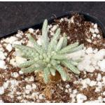 Avonia quinaria ssp. alstonii 2-inch pots